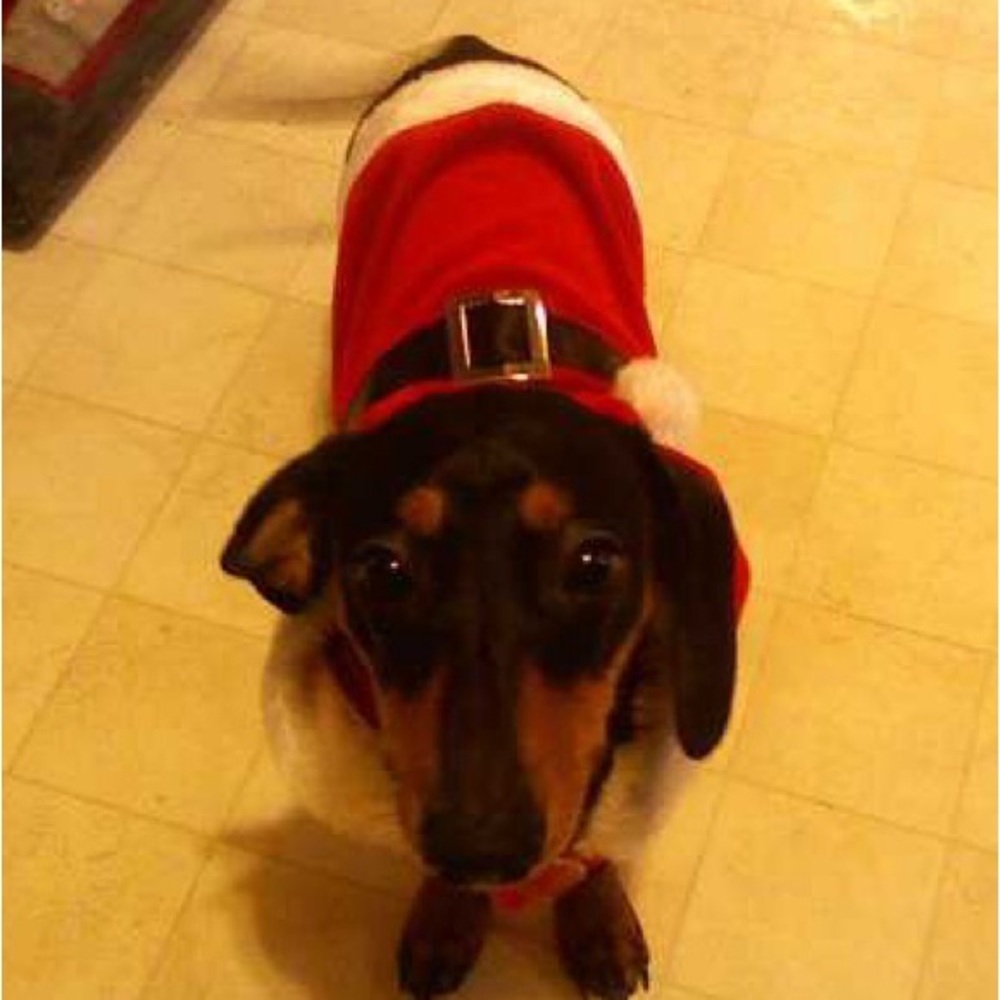 Festive “Santa” Dog Costume- more info coming soon!